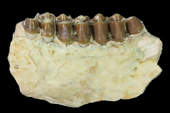 Oreodont (Merycoidodon) Jaw Section - South Dakota #146358